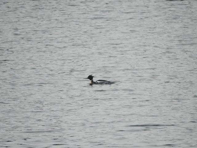 Species Image