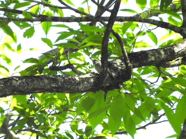 Species Image