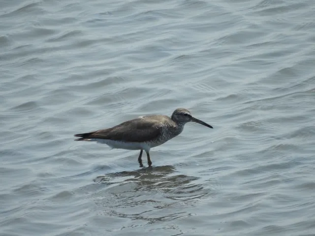 Species Image