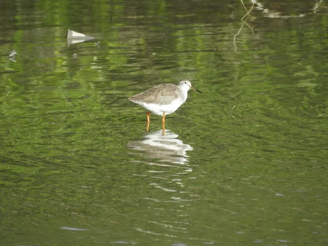 Species Image