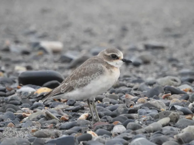 Species Image