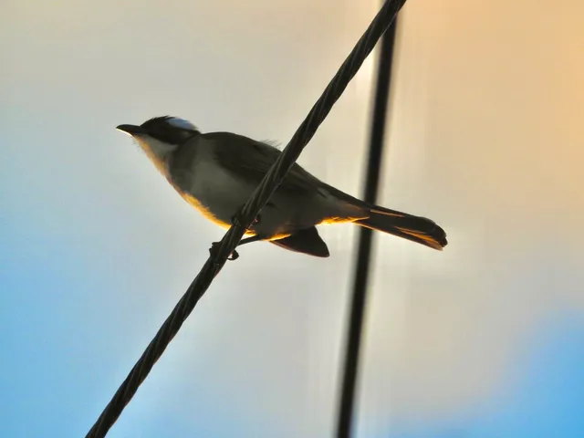 野鳥の写真