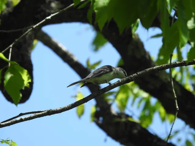 Species Image