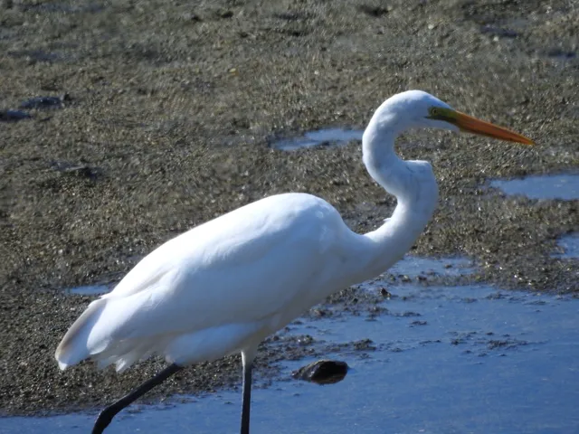 Species Image
