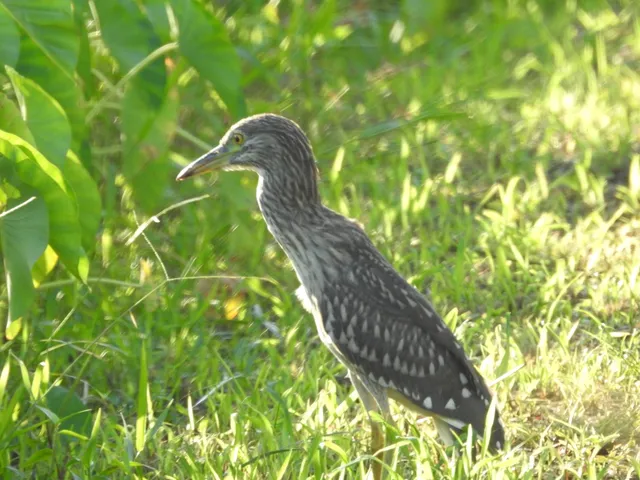 Species Image
