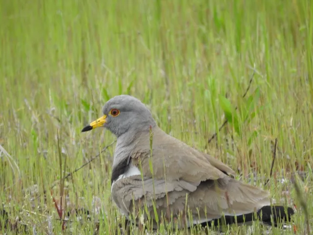 Species Image