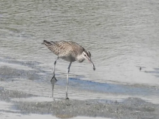 Species Image