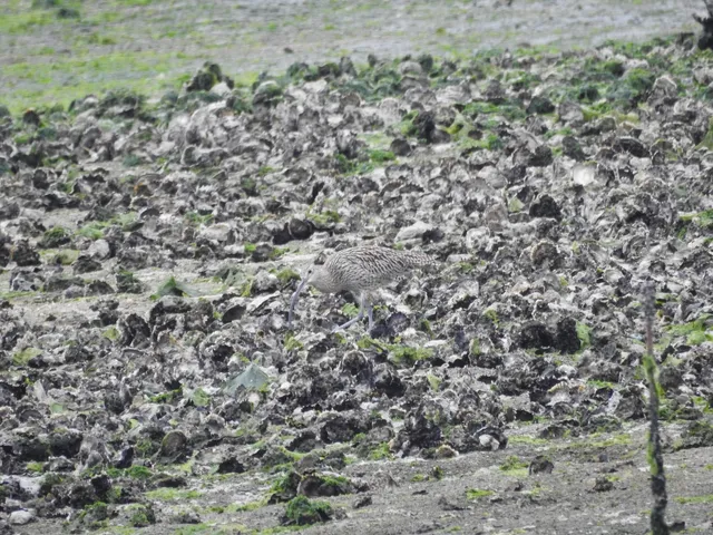 Species Image