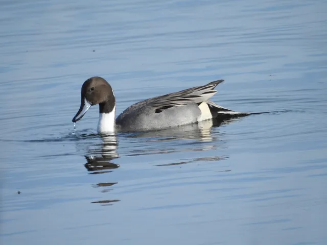 Species Image
