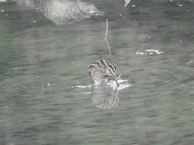 Species Image