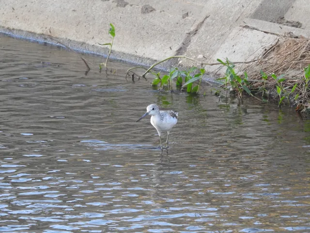 Species Image