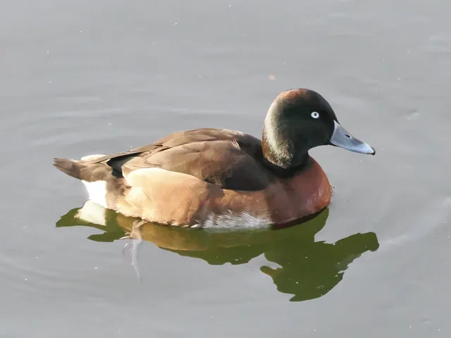 Species Image