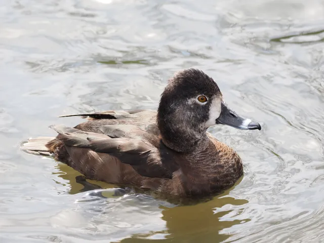 Species Image
