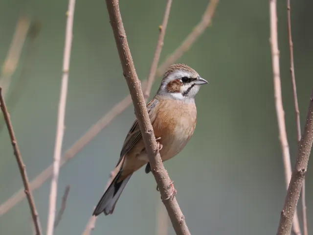 Species Image