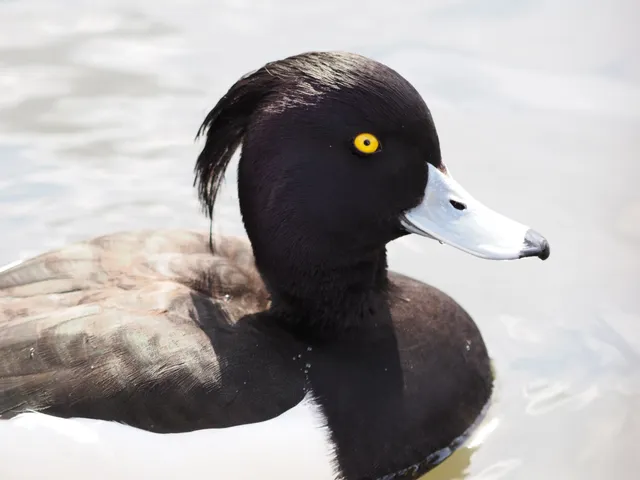 Species Image