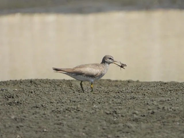 Species Image