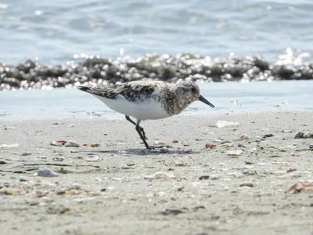 Species Image