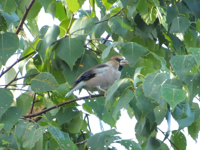 Species Image