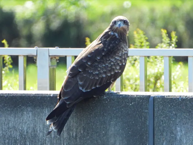 Family Image