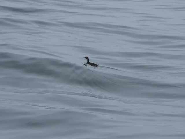 Species Image