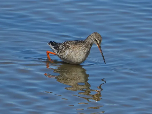 Species Image