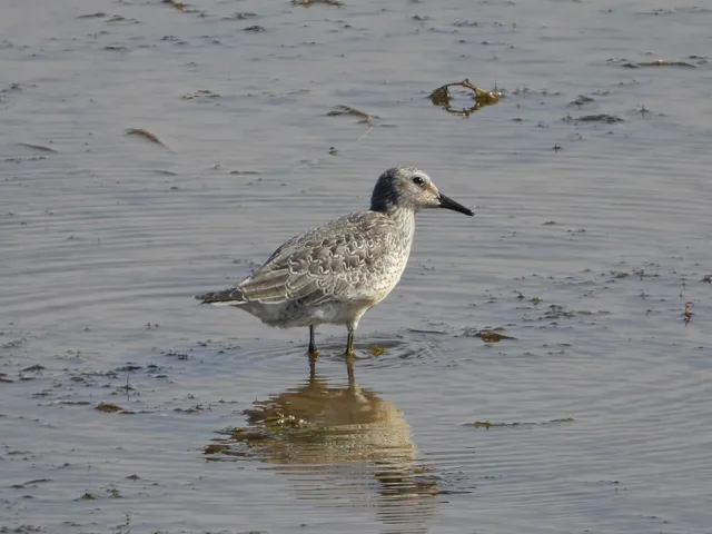 Species Image