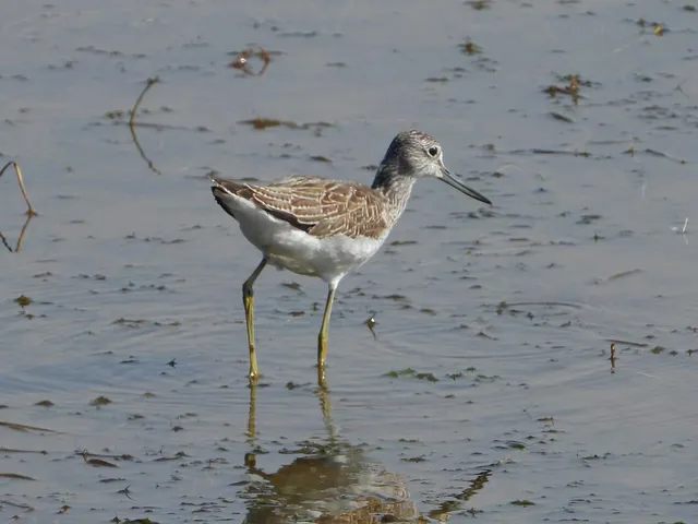 Species Image