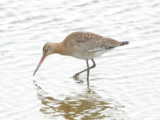 Species Image