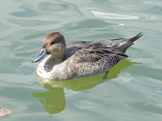 Species Image