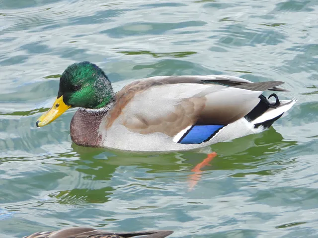 Species Image