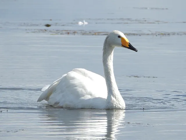 Species Image