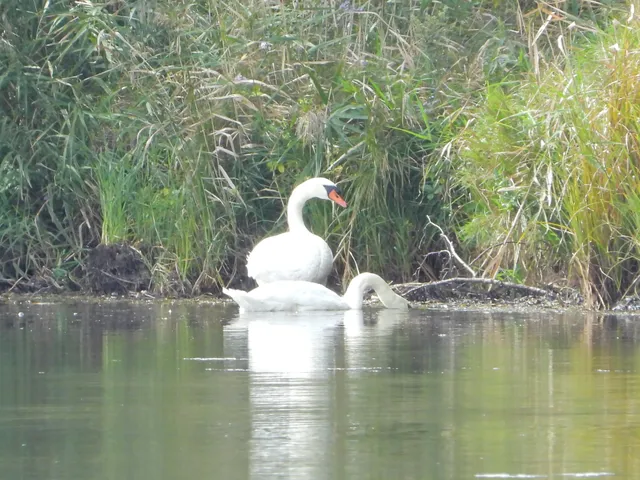 Species Image