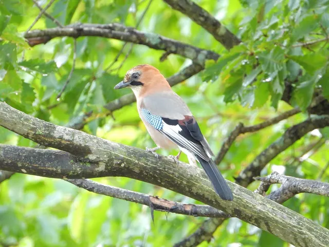 Species Image