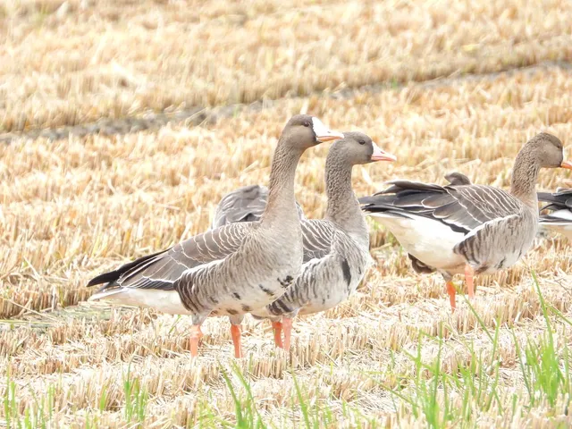 Species Image