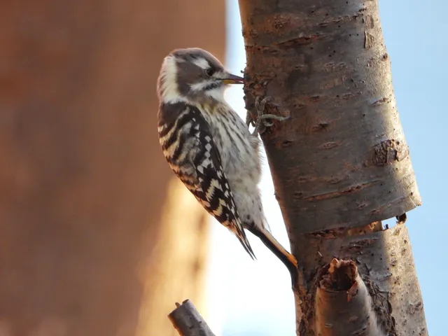 Species Image