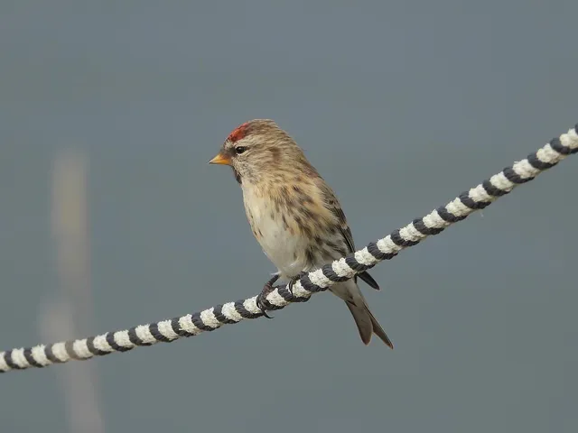 Species Image