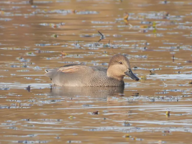 Species Image