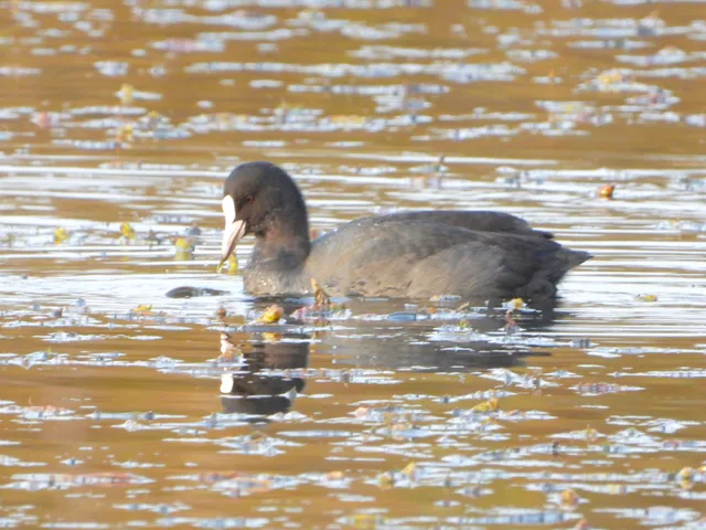 Species Image