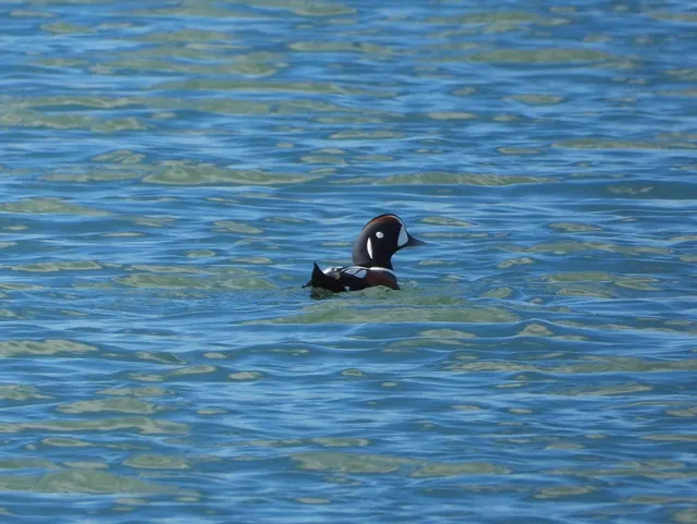 Species Image