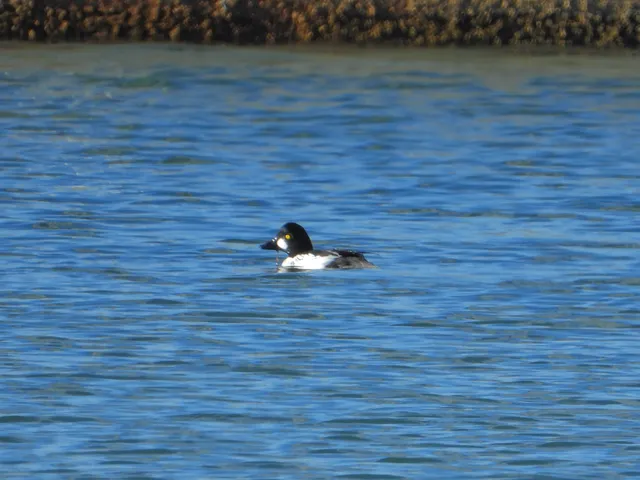 Species Image