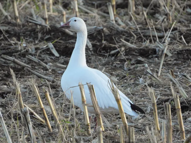 Species Image