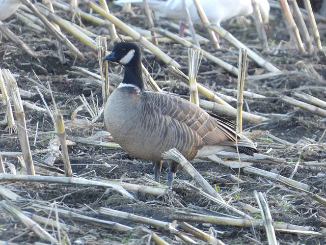 Species Image