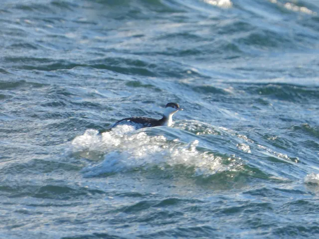 Species Image