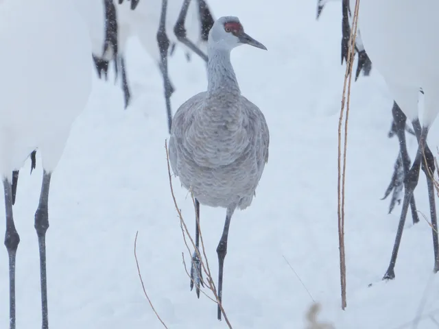 野鳥の写真