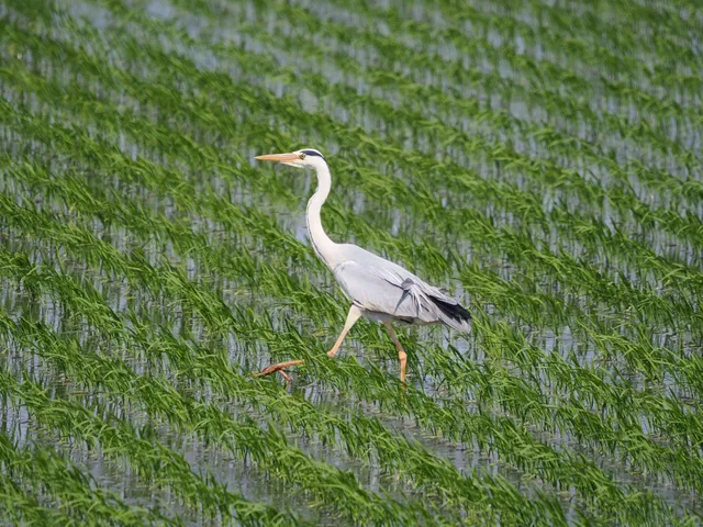 Species Image