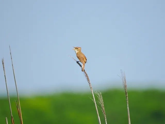 Species Image
