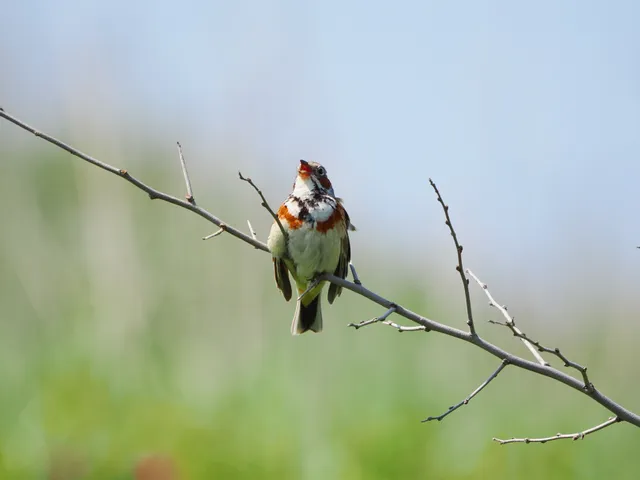 Species Image