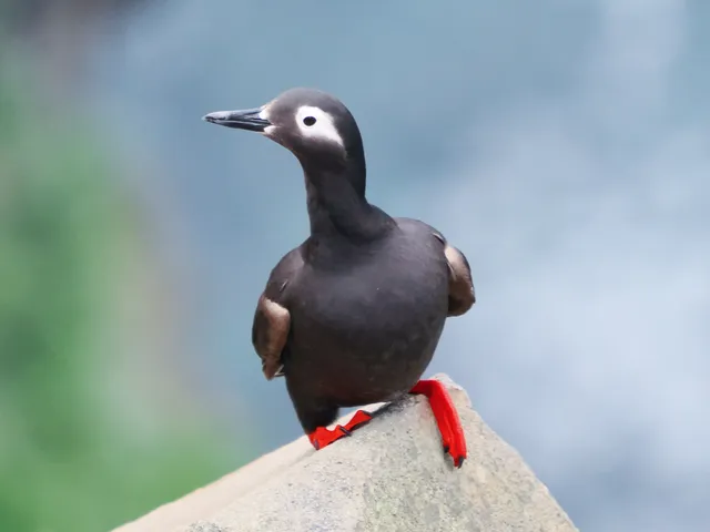 Species Image