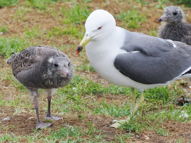 Species Image