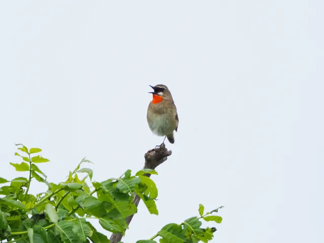 Species Image